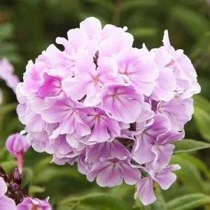 Флокс Franz Schubert фото