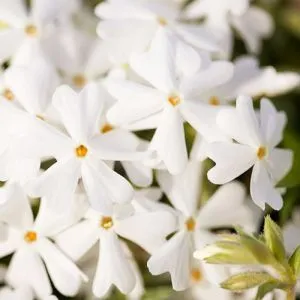 Флокс Snowflake фото