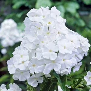 Флокс Paniculata White Admiral фото