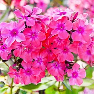 Флокс Windsor фото