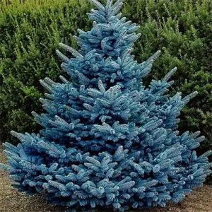 Ялина колюча Blue Diamond фото