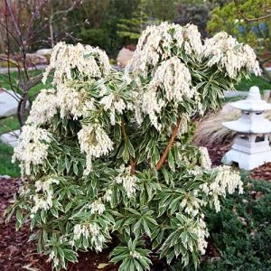 Пієріс Variegata фото