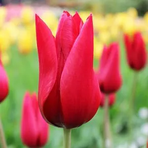 Тюльпан Pieter de Leur фото