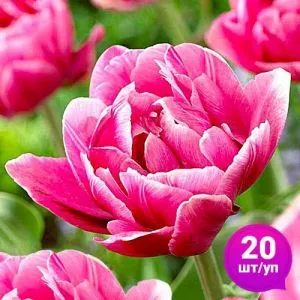Тюльпан Pink Cameo (Пінк Камео) 20 шт/уп фото