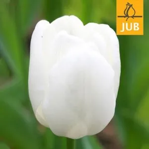 Тюльпан Pim Fortuyn (Брендові цибулини Jub Holland) фото