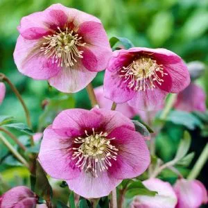 Морозник Pink Lady фото