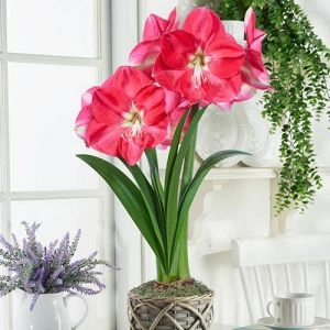 Амариліc Pink Collor фото