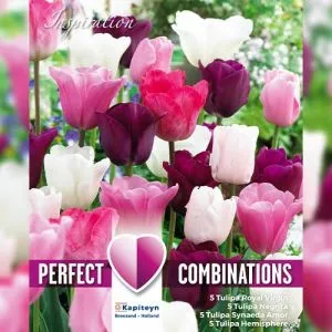 Комбо Тюльпани Pink, White and Purple Blend (Брендові цибулини KAPITEYN®) фото
