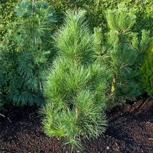 Сосна чорна Pyramidalis фото