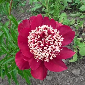 Півонія Ada Niva фото