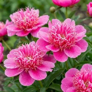 Півонія Anemoniflora 3-5 бруньок фото