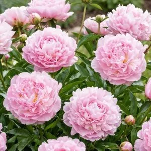 Півонія Blush Queen фото