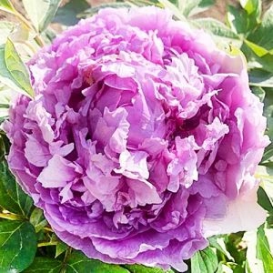 Півонія Lavender Blue Qing Cui Lan древовидна фото