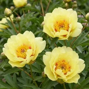 Півонія ITOH Sequestered Sunshine фото