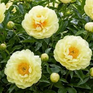 Півонія Lemon Chiffon фото