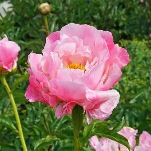 Півонія Pink Choice фото