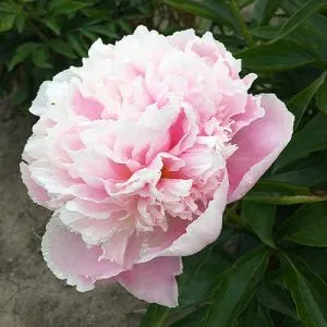 Півонія Pink Pearl фото