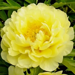 Півонія Smith Family Yellow фото