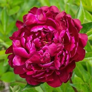 Півонія W.F. Turner фото