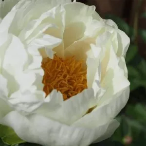 Півонія Wout's White фото