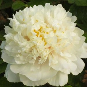 Півонія Golden and Precious Fragrance Jin Gui Piao Xiang деревовидна фото