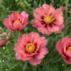 Півонія ITOH Old Rose Dandy фото