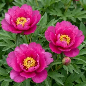 Півонія ITOH Pink Ardour фото
