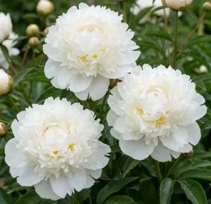 Півонія Kelway's Glorious фото
