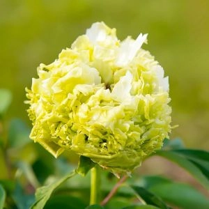 Півонія Spring Willow Chun Liu деревовидна фото