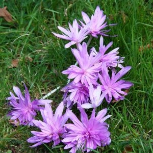 Пізньоцвіт Autumnale Pleniflorum фото