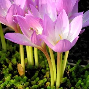 Пізньоцвіт Lilac Bedder фото