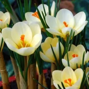Крокус Cream Beauty 100 шт/уп фото