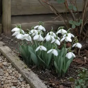 Підсніжник Elwesii Polar Bear фото