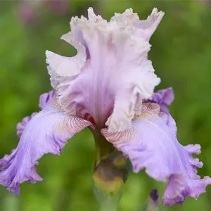 Ірис Poem of Extasy фото
