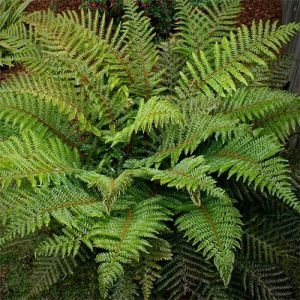 Багаторядник Polyblepharum фото