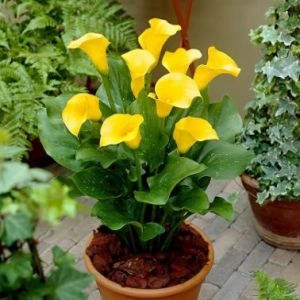 Кала Pot of Gold фото