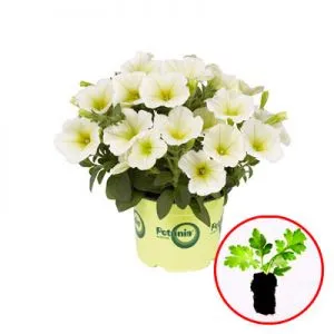 Петунія Potunia Popcorn фото