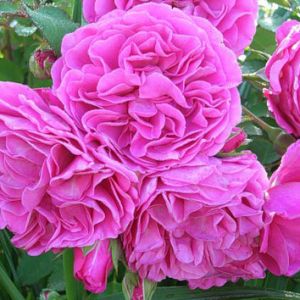 Троянда Princess Alexandra фото