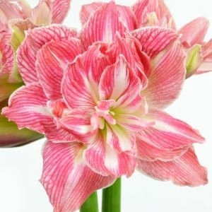 Амариліc Pretty Nymph (Гігантська квітка) фото