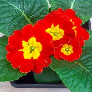 Примула Аккорд, скарлет фото