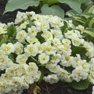 Примула Vanilla Cream фото