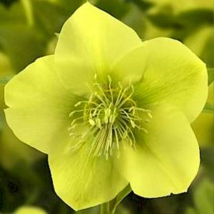 Морозник Prince Yellow фото