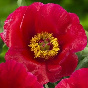 Півонія Blaze фото
