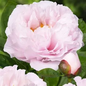 Півонія Blushing Princess фото