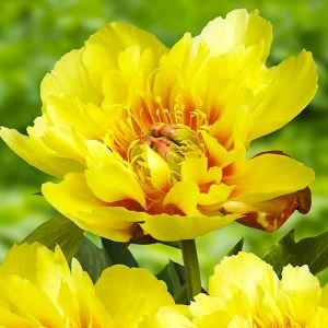 Півонія ITOH Border Charm (Унікальне забарвлення) фото
