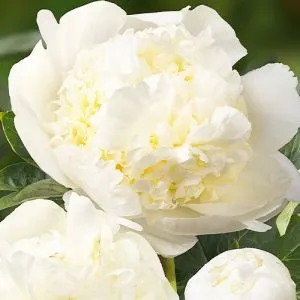 Півонія Bridal Shower фото