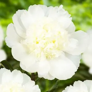 Півонія Charle's White фото