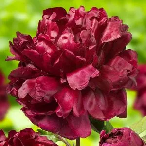 Півонія Francoise Ortegat  фото