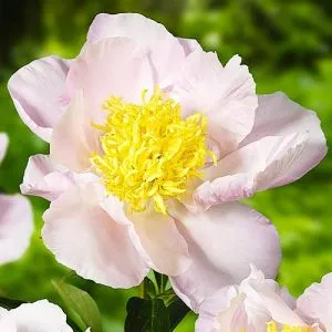 Півонія Garden Lace фото