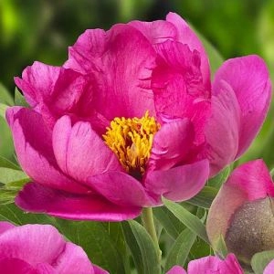 Півонія ITOH Pink Ardour фото